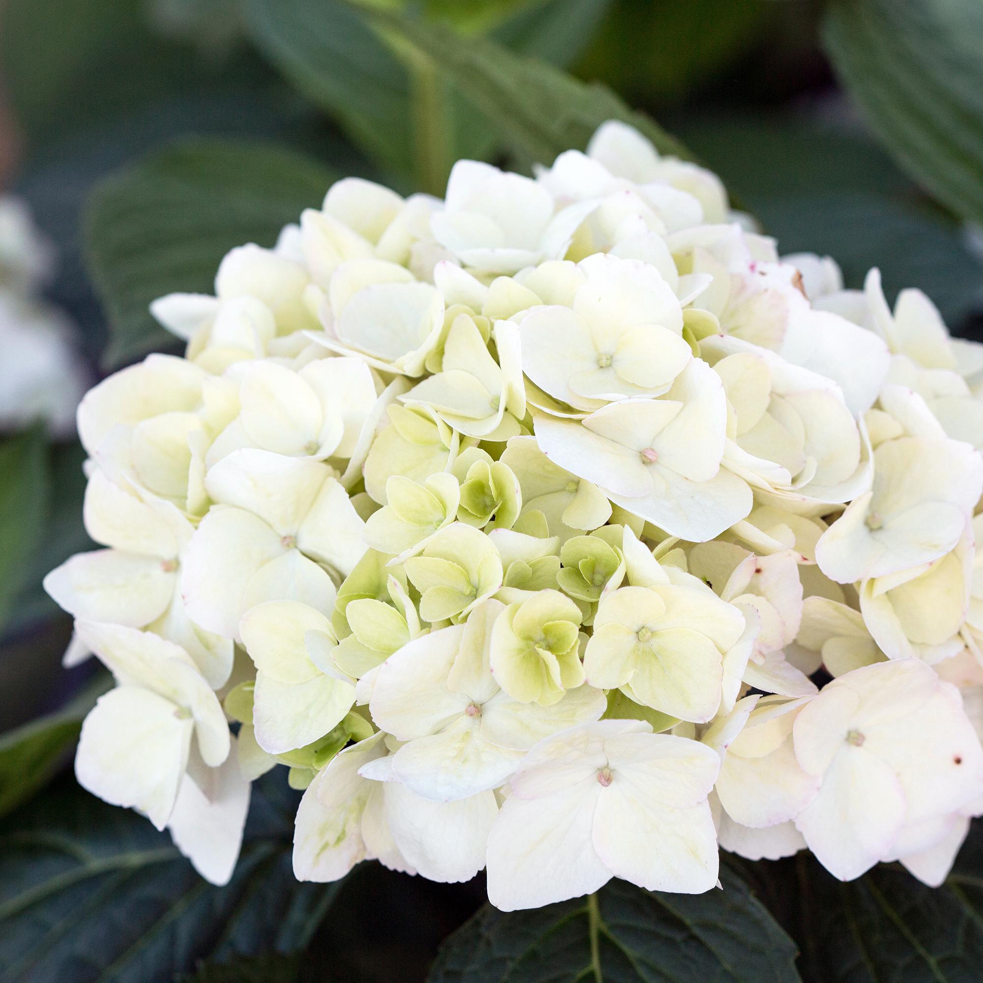 Tuinplant - Hydrangea Endles Summer The Bride - Hortensia - Winterhard - Wit - 4 Planten - Pot 14cm - Hoogte 20-25cm