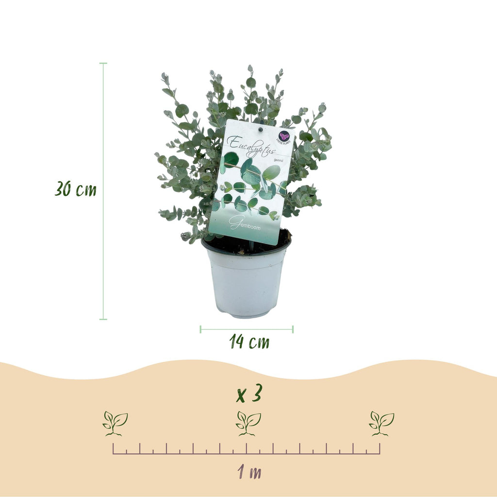 Terrasplant - Eucalyptus boom - Eucalyptus gunni  - Grijs - 2 Planten - Winterhard - Pot 14cm Hoogte 30cm
