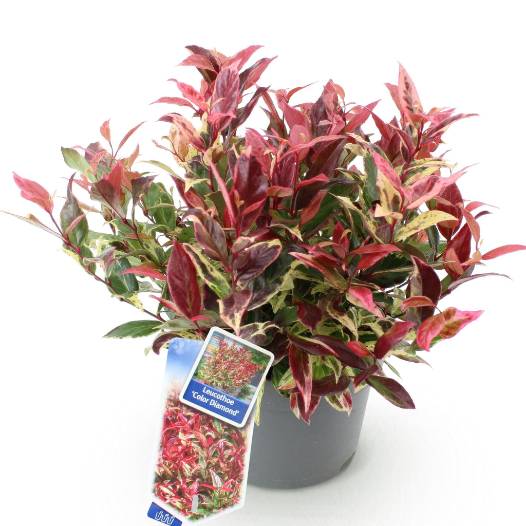 Tuinplant - Leucothoe Colour Diamond - Bont - 1 Plant - Groenblijvend - Weinig Onderhoud - Pot 17cm Hoogte 45cm