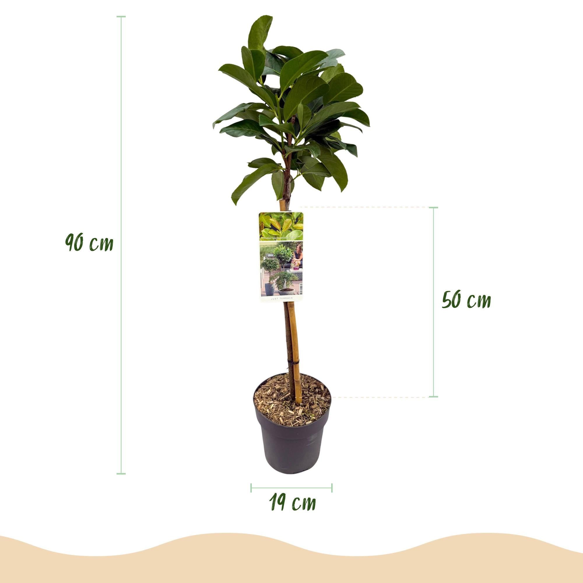Plant op Stam - Prunus lauroverasus Etna® - Terras Plant - Bladhoudend - Winterhard - Groen Blad - Pot 19cm Hoogte 90cm
