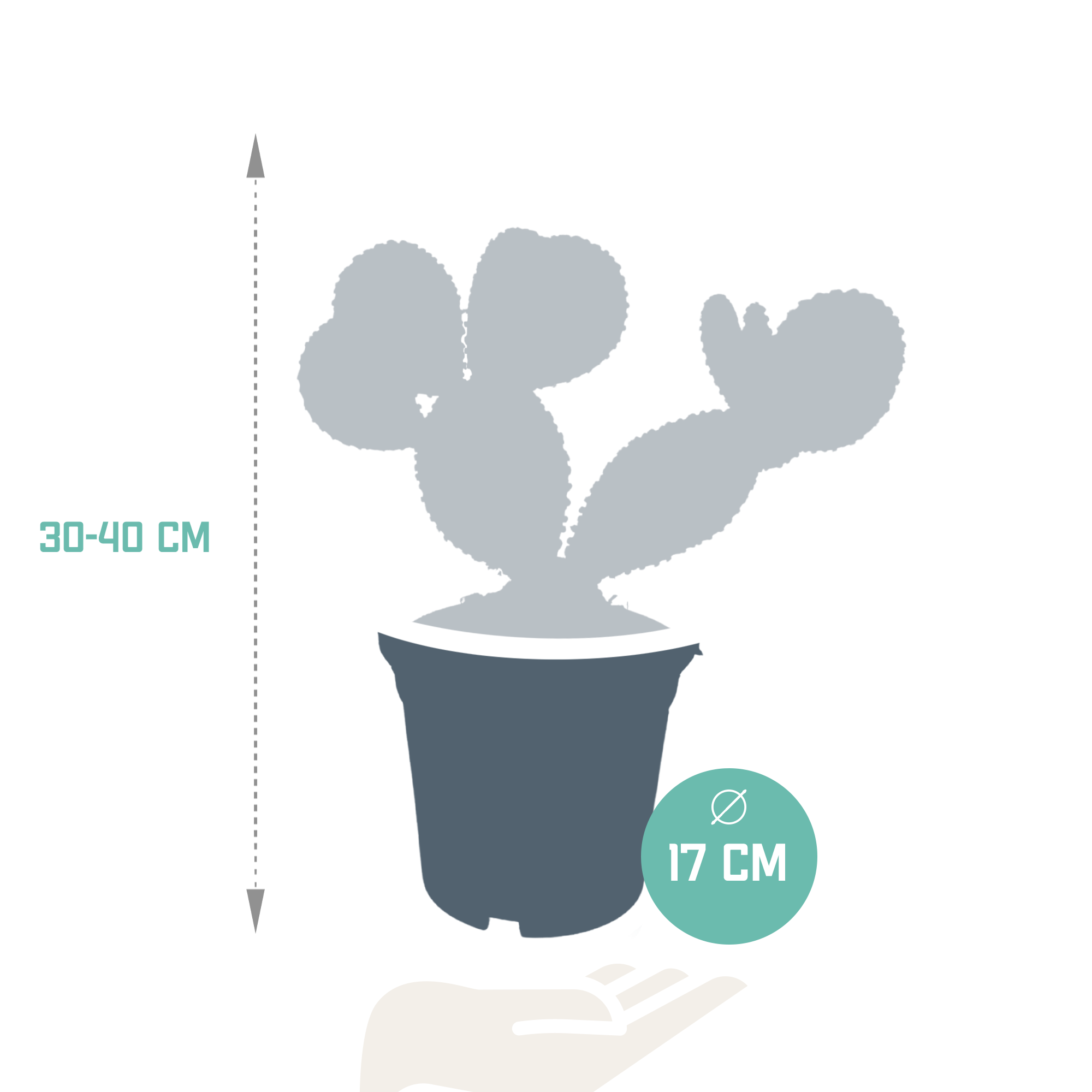 Opuntia microdasys - 17cm - zonder pot