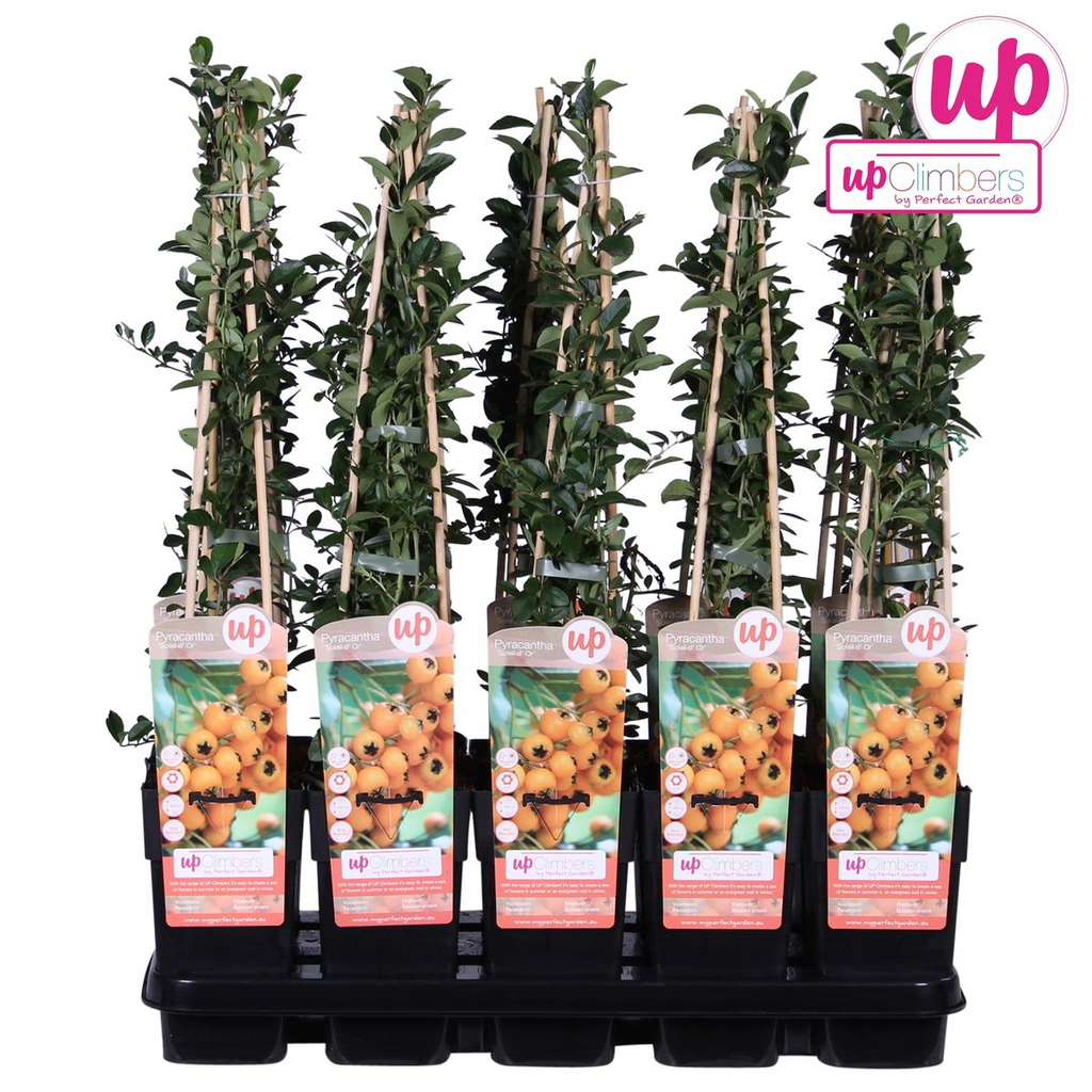 Pyracantha 'Soleil dOr' - Ø15cm - ↕65cm