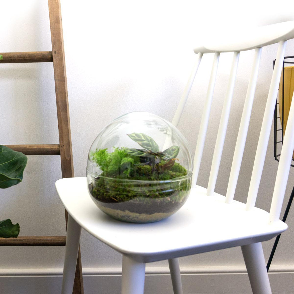 DIY Planten terrarium tweedelig bolglas - Dome - Ø 20 cm ↑ 20 cm - Normal