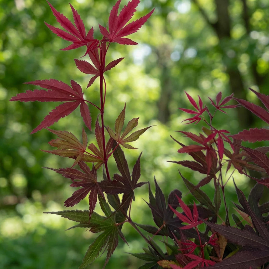 Tuinplant - Acer palmatum Shaina - Japanse Esdoorn - Bladverliezend - Rood - 1 - Pot 26cm - Hoogte 90cm