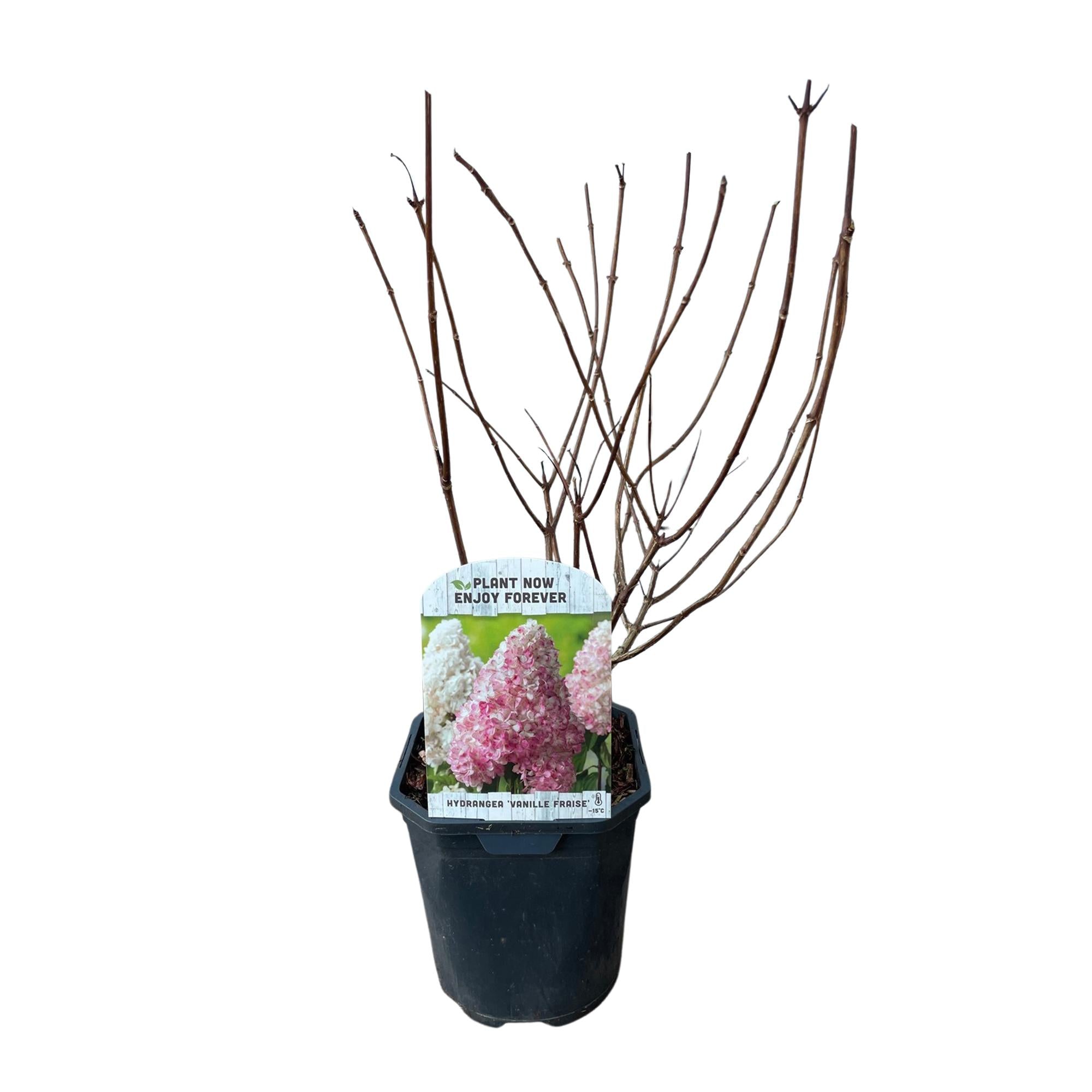 Pluim Hortensia - Hydrangea panniculata Vanille Fraise - Bloem Wit Roze  - 1 Plant - Bladverliezend - Grote Bloemen - Pot 17cm Hoogte 50cm