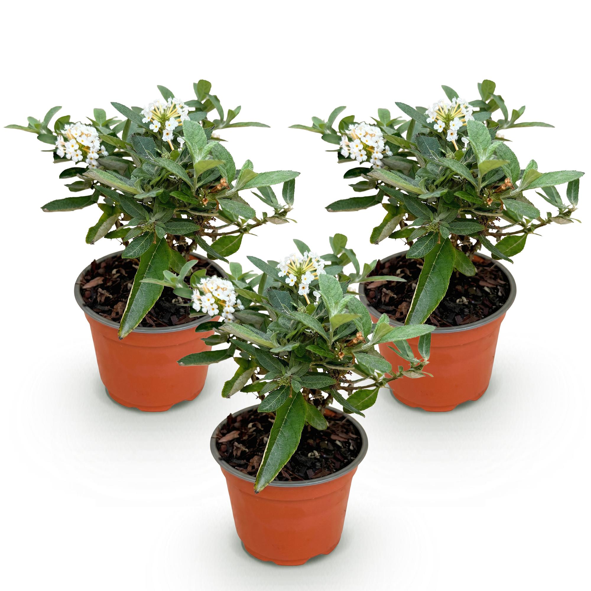 Tuinplant - Buddleja davidii Butterfly Candy Little White - Vlinderstruik - Compact - Wit - 3 Planten - Pot 12cm - Hoogte 20-25cm