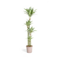 Dracaena Deremensis White Stripe Ø27cm - ↕170 - 190cm