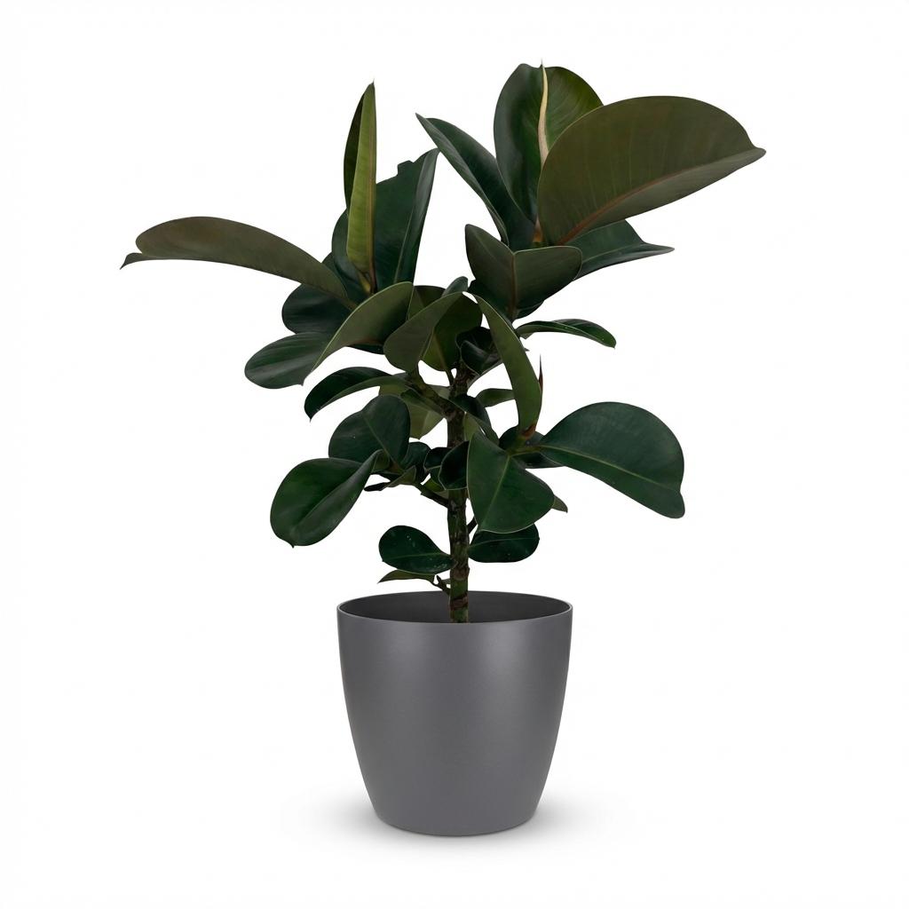 Kamerplant - Rubberplant - Ficus Elastica Cloe - Groen - Weinig onderhoud - 1 Plant - met Potter Grijs - Pot 19cm - Hoogte 65cm