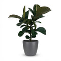 Kamerplant - Rubberplant - Ficus Elastica Cloe - Groen - Weinig onderhoud - 1 Plant - met Potter Grijs - Pot 19cm - Hoogte 65cm