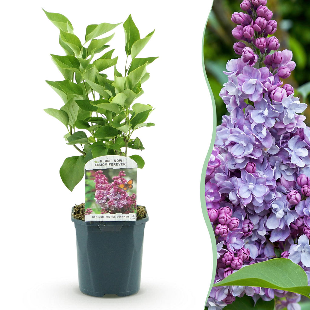 Tuinplant - Syringa vulgaris Michel Buchner - Gewone Sering - Winterhard - Roze - 1 Plant - Pot 17cm - Hoogte 45cm