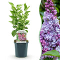 Tuinplant - Syringa vulgaris Michel Buchner - Gewone Sering - Winterhard - Roze - 1 Plant - Pot 17cm - Hoogte 45cm