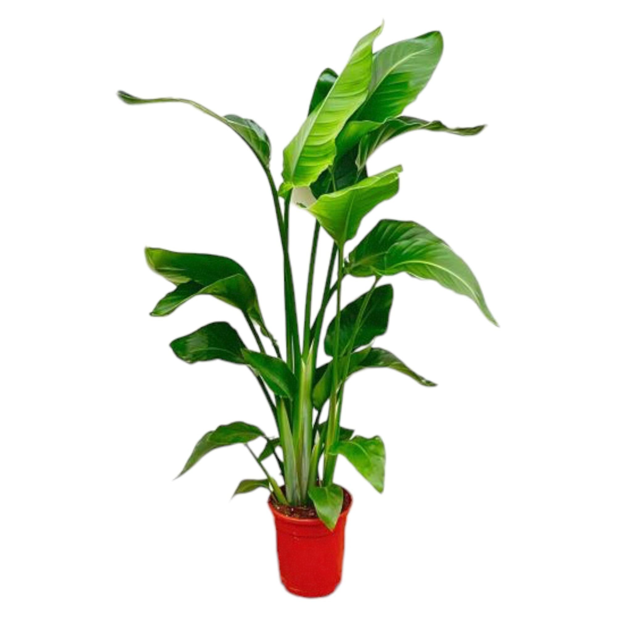 Strelitzia Nicolai - 70-100 cm - ø17
