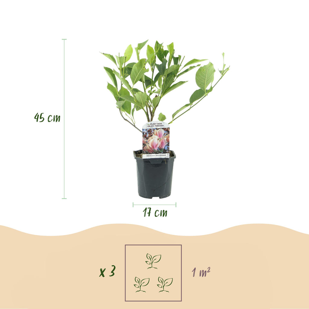 Heesters -  Magnolia Soulangiana  - Bloemen Licht Roze - 1 Plant - Bladverliezend - Weinig Onderhoud - Pot 17cm Hoogte 45cm