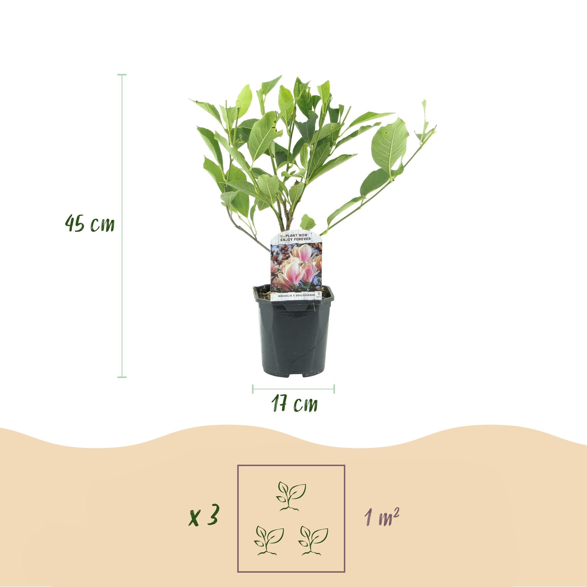 Heesters -  Magnolia Soulangiana  - Bloemen Licht Roze - 1 Plant - Bladverliezend - Weinig Onderhoud - Pot 17cm Hoogte 45cm