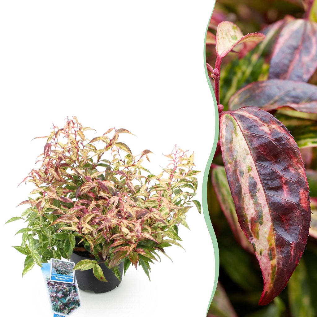 Tuinplant - Leucothoe Makijaz - Bruin - 1 Plant - Groenblijvend - Weinig Onderhoud - Pot 17cm Hoogte 45cm