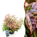 Tuinplant - Leucothoe Makijaz - Bruin - 1 Plant - Groenblijvend - Weinig Onderhoud - Pot 17cm Hoogte 45cm