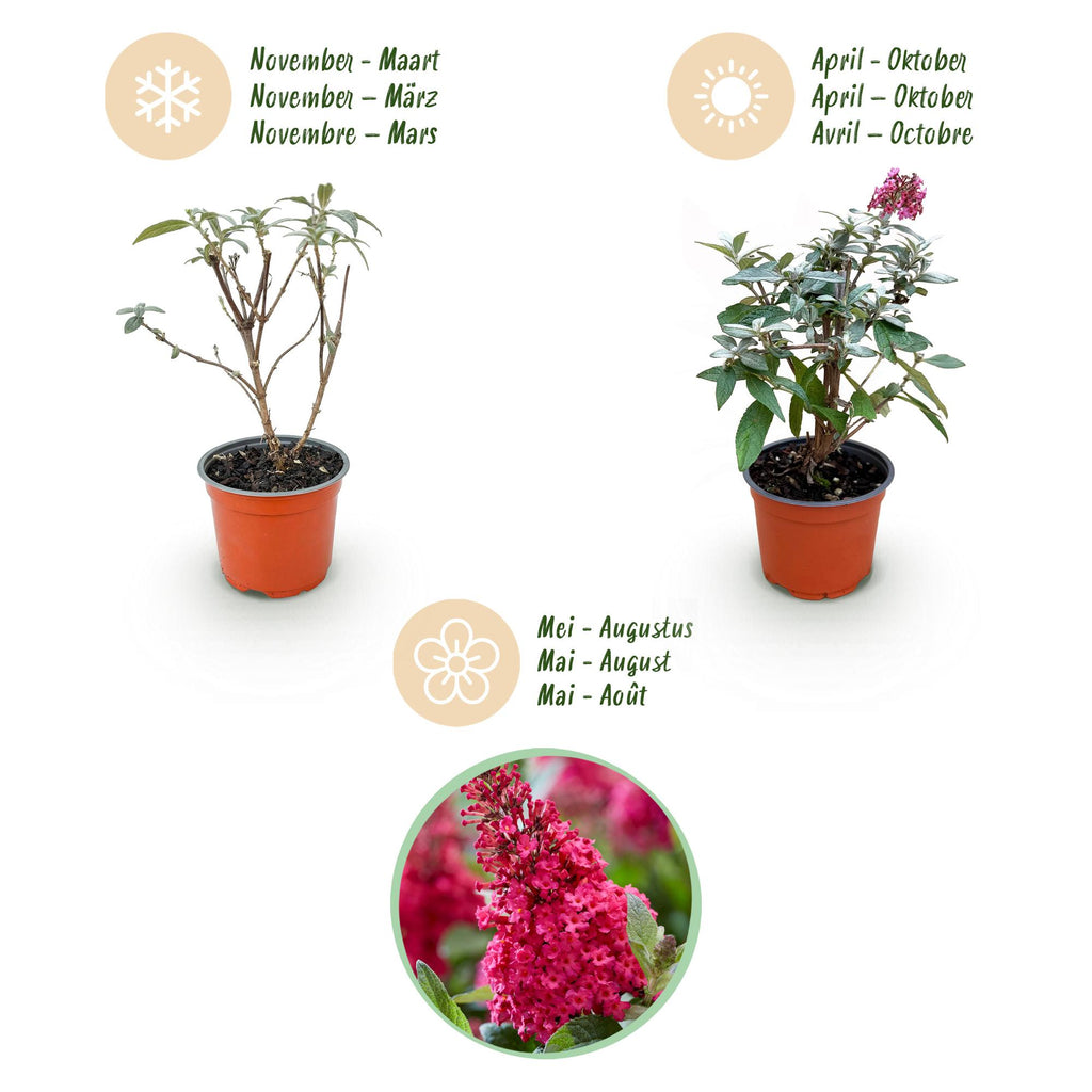 Tuinplant - Buddleja davidii Butterfly Candy Little Ruby - Vlinderstruik - Compact - Rood - 3 Planten - Pot 12cm - Hoogte 20-25cm