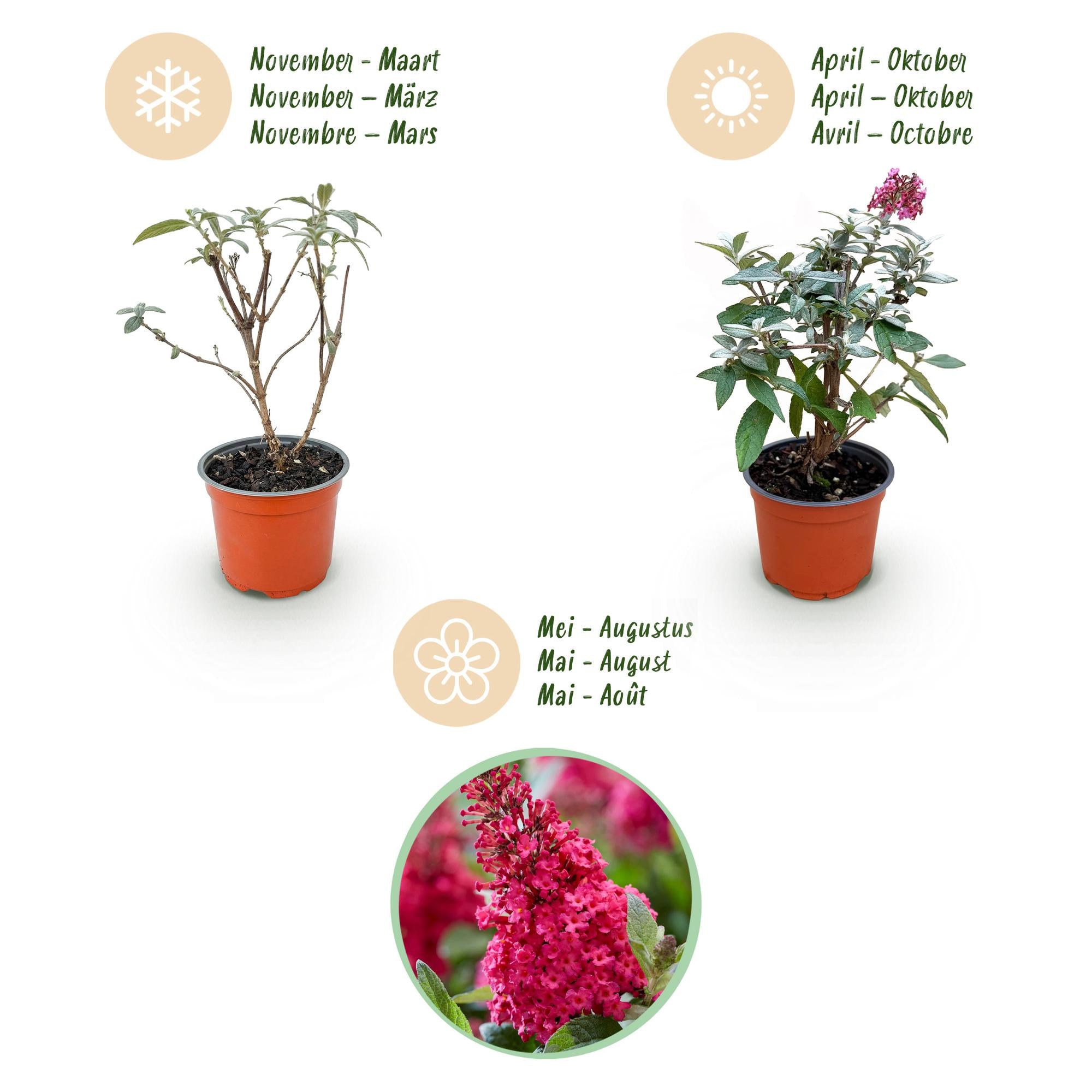 Tuinplant - Buddleja davidii Butterfly Candy Little Ruby - Vlinderstruik - Compact - Rood - 3 Planten - Pot 12cm - Hoogte 20-25cm