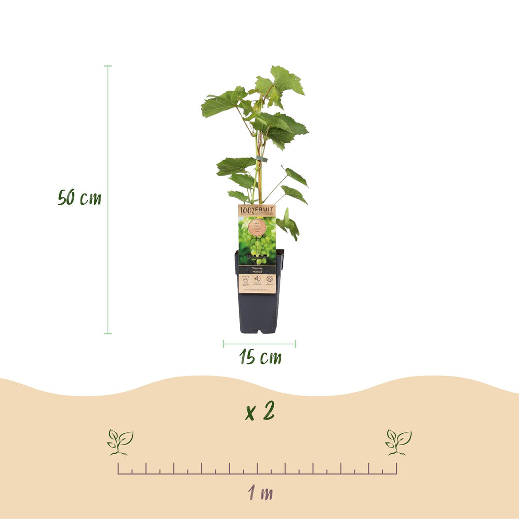 Fruitplant - Vitis vinifera Himrod - Druivenplant - Pitarm - Witte Druif - 2 Planten - Pot 15cm - Hoogte 50cm