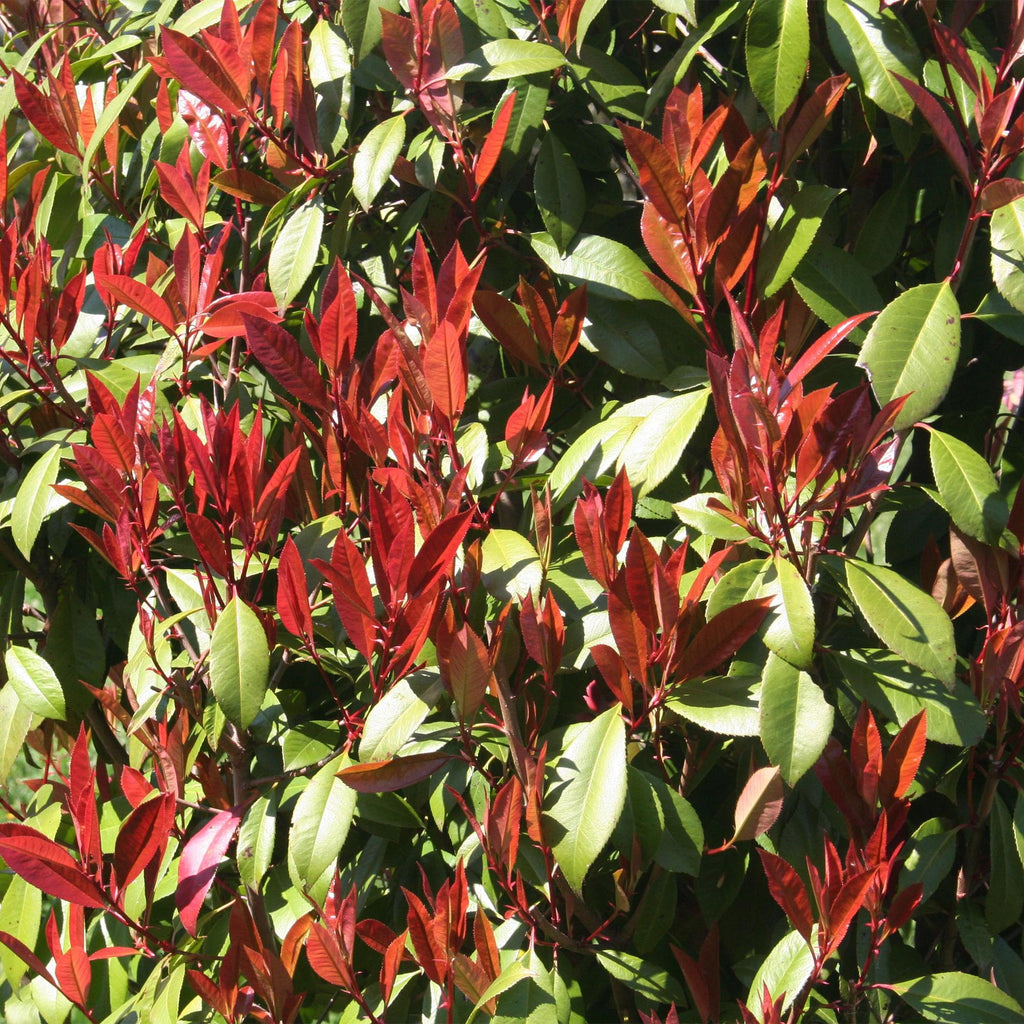 Plant op Stam - Photinia fraseri Carre Rouge - Terras Plant - Bladhoudend - Winterhard - Groen-Rood Blad - Pot 19cm Hoogte 90cm
