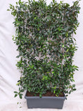 Photinia Fraseri 'Red Robin' - Glansmispel - Kant-en-Klaar Haag - 120 x 180 cm