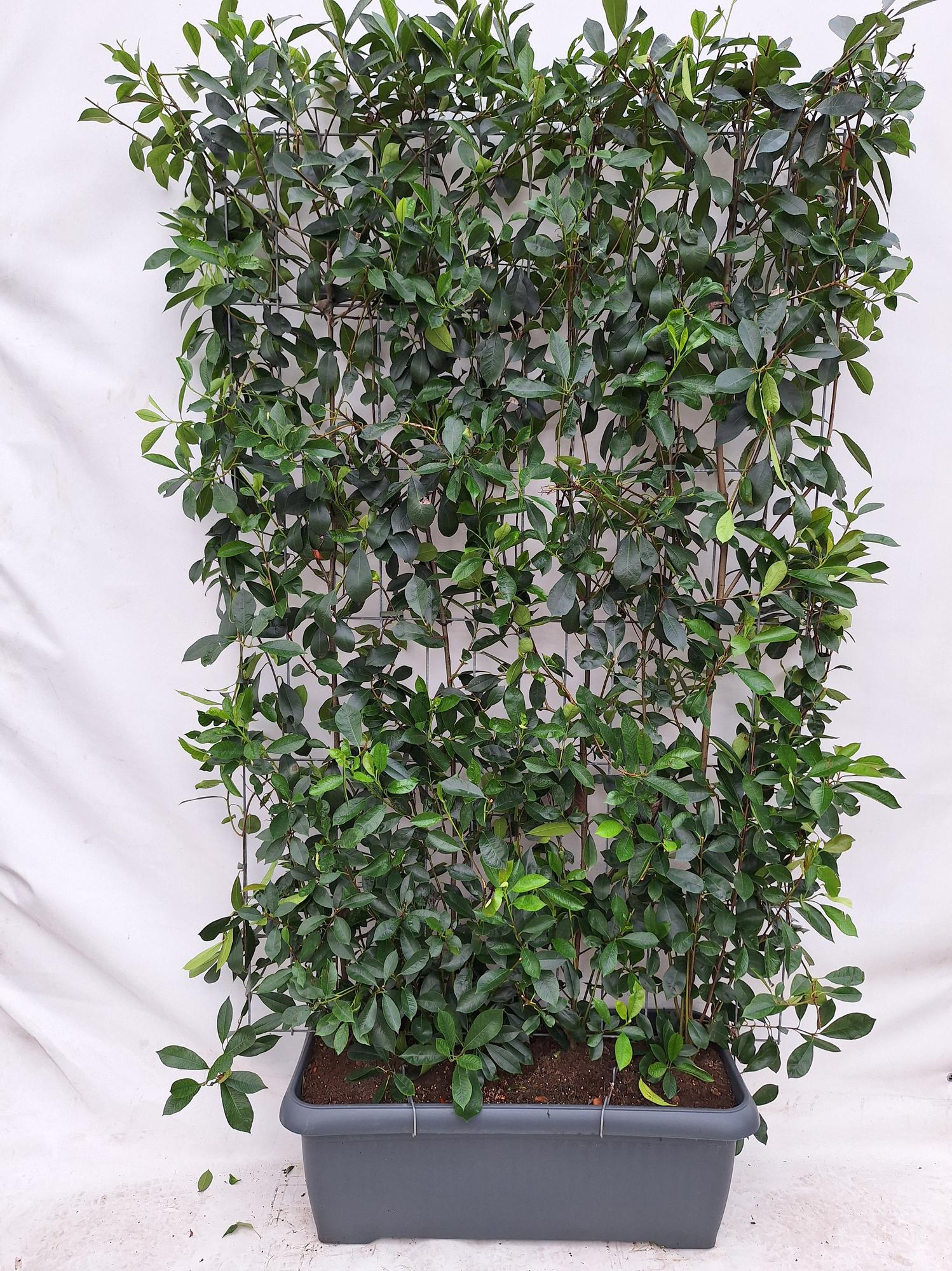 Photinia Fraseri 'Red Robin' - Glansmispel - Kant-en-Klaar Haag - 120 x 180 cm