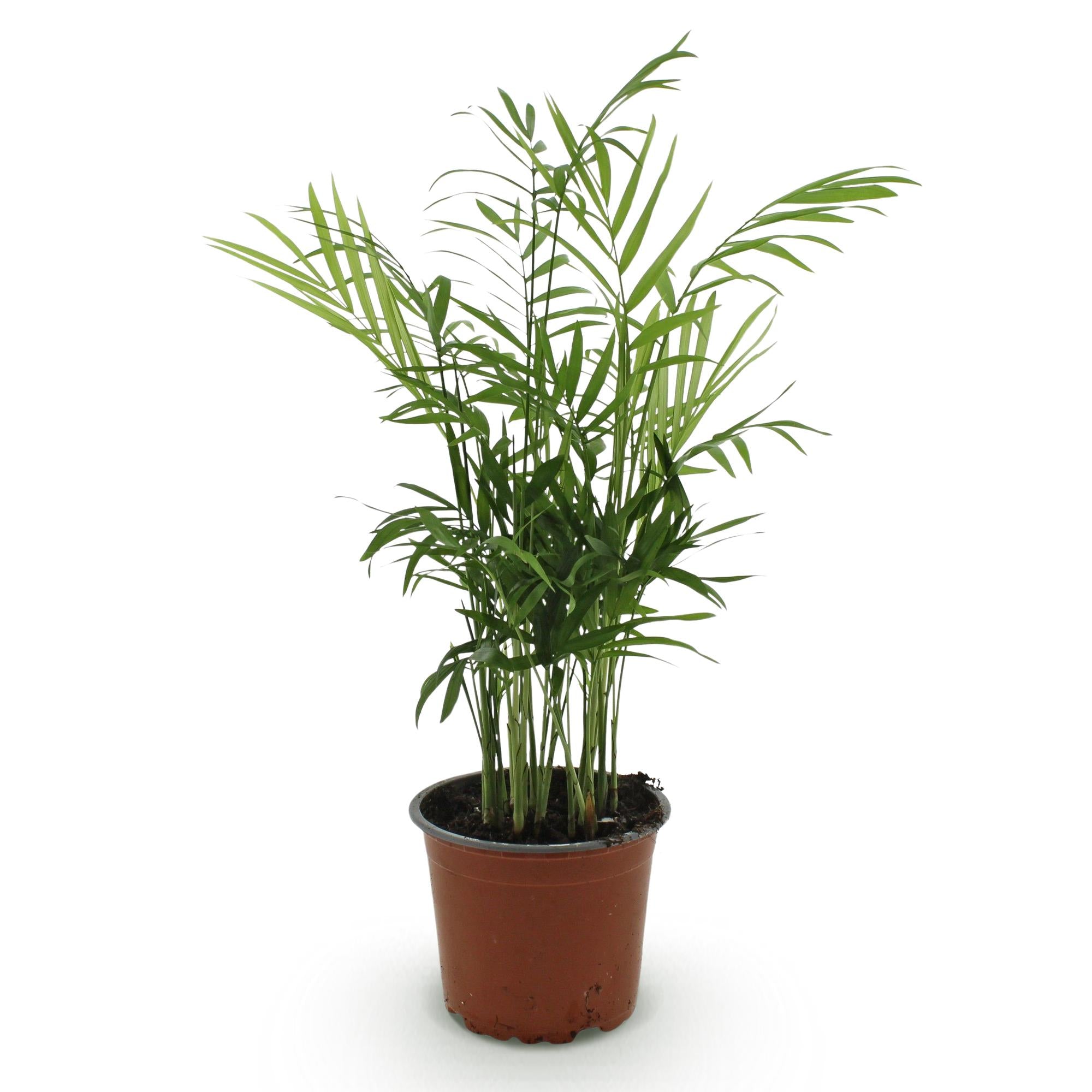 Kamerplant - Chamaedorea elegans - Goudpalm - Huisdiervriendelijke Plant - Groen - 1 Plant - Pot 12cm - Hoogte 15cm