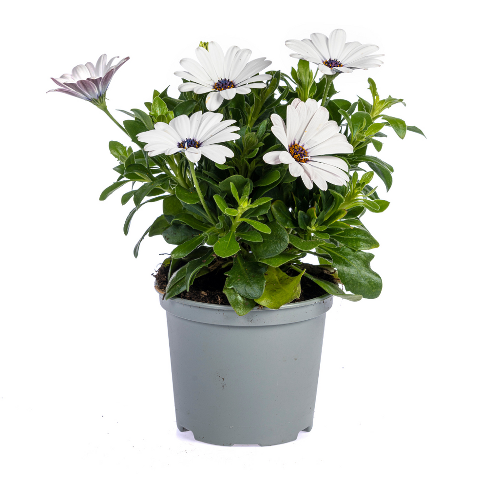 8x Osteospermum Ecklonis Weiß Ø12 cm - ↕20 cm