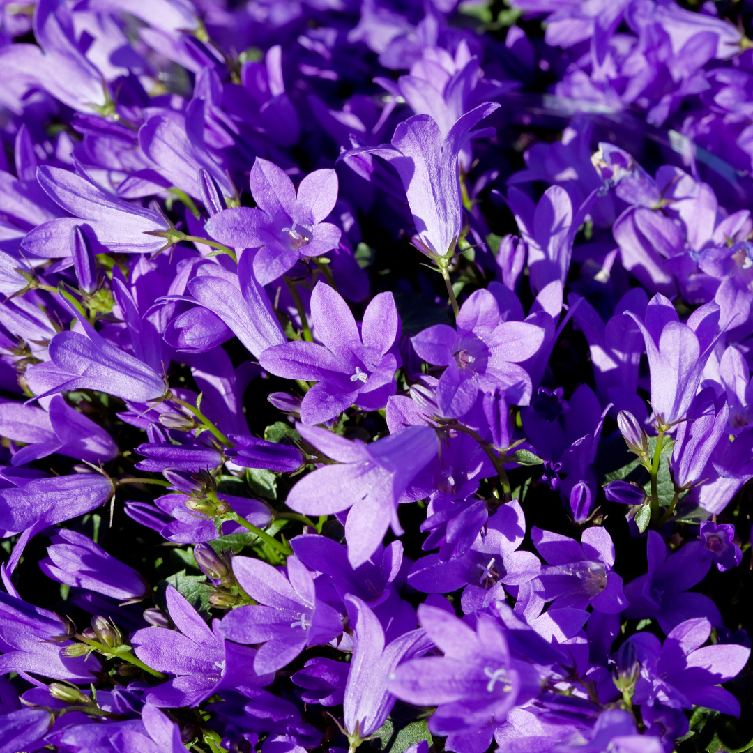 24x Campanula pers. 'Coerulea' - ↕10-25cm - Ø9cm