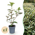 8x Elaegnus ebbingei Compacta - Olijfwilg - Haagplanten - Groenblijvend - Grijs - Pot 9cm - Hoogte 25-35cm