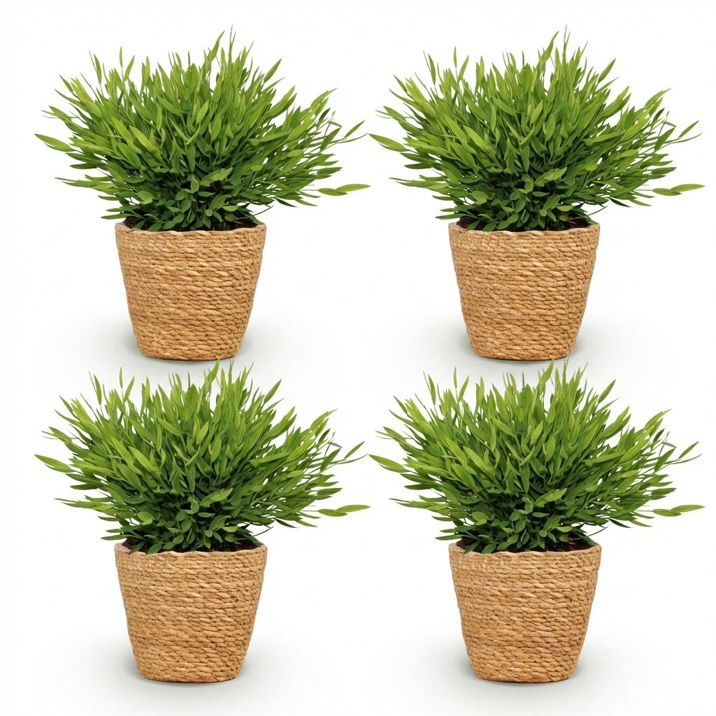 Kamerplant - Bamusa Pogonatherum Monica - Bamboegras - Huisdiervriendelijke Plant - Groen - 4 Planten - met Mand - Pot 12cm - Hoogte 20cm