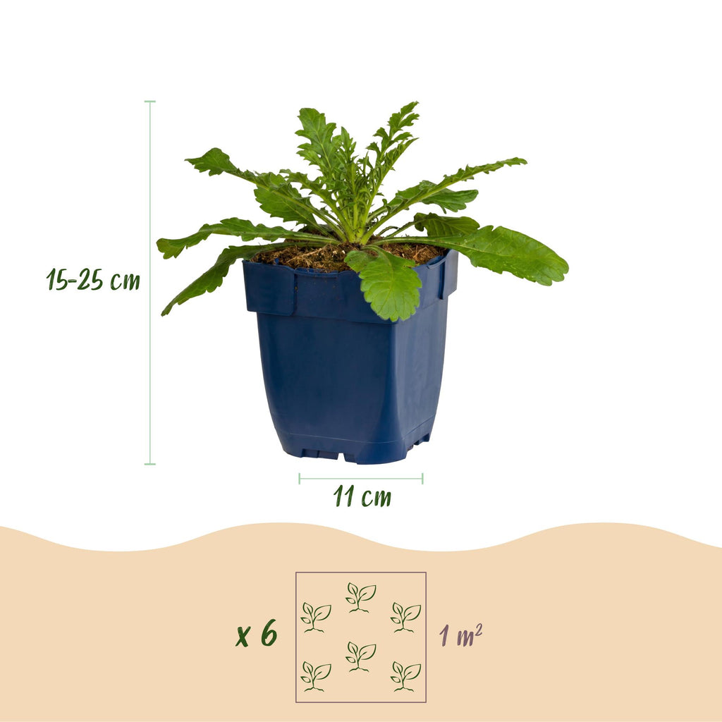 Vasteplant - Scabiosa col. Pink Mist - Duifkruid - Bijen en Vlinderlokkers - Roze - 6 Planten - Pot 11cm - Hoogte 15-25cm