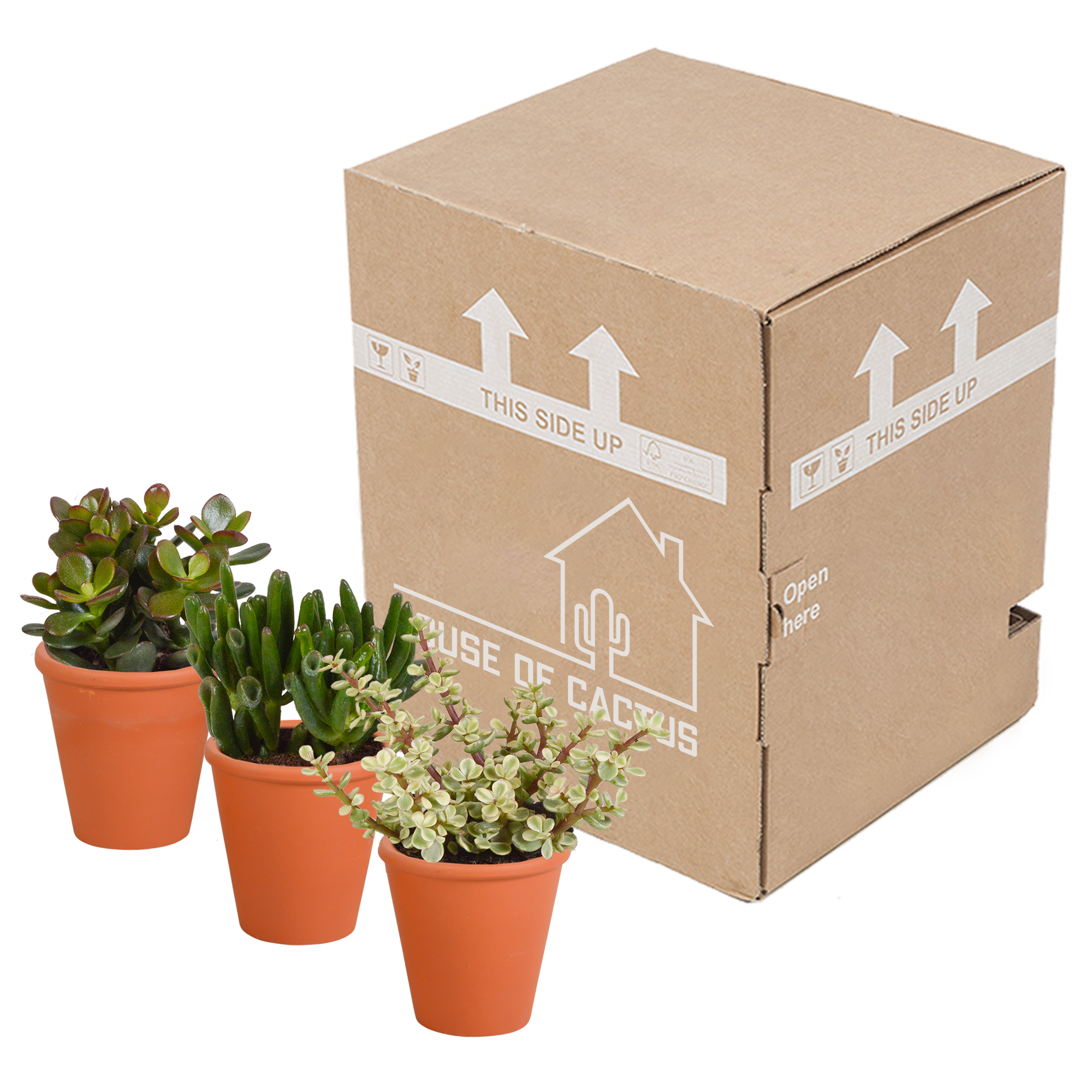 Crassula mix 8.5 cm - 3x - in terracotta pot
