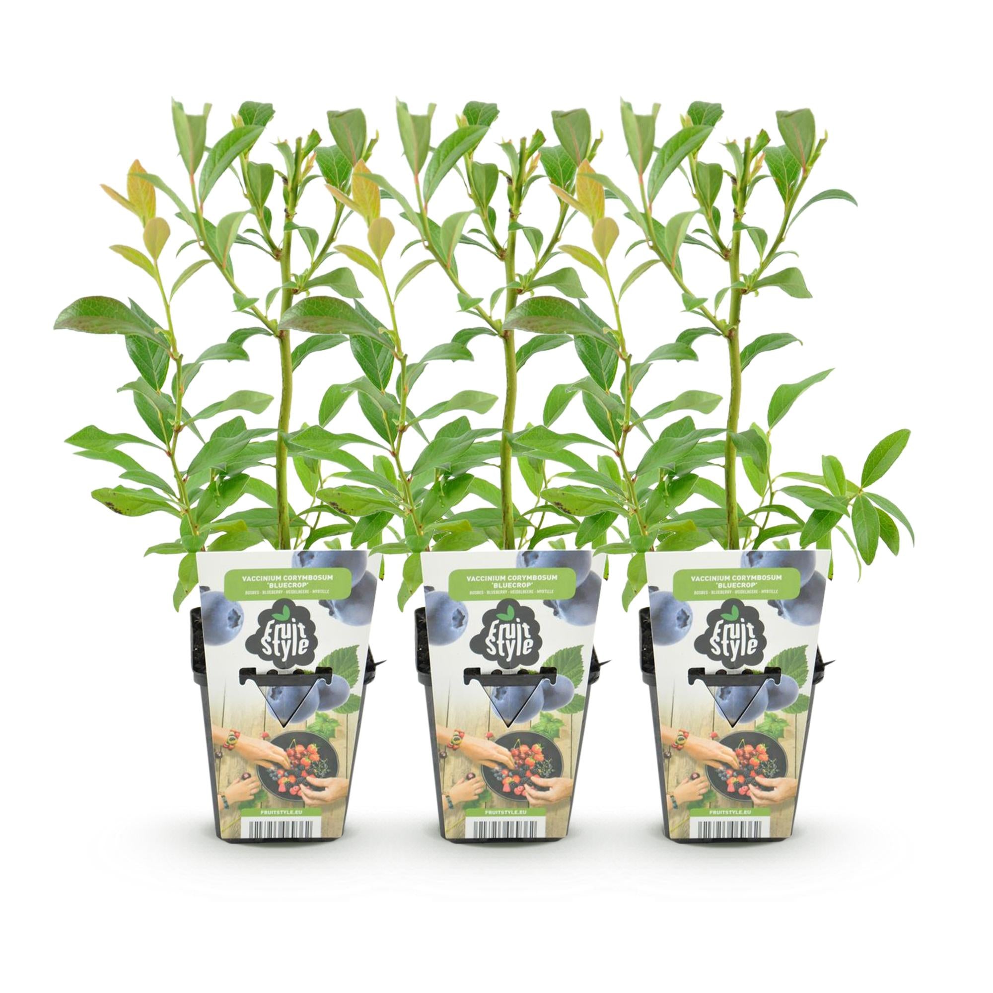 Fruitplanten - Blauwe Bes - Vaccinium corymbossum Bluegold - Winterhard - 3 Planten - Pot 9 cm - Blauwe Bes