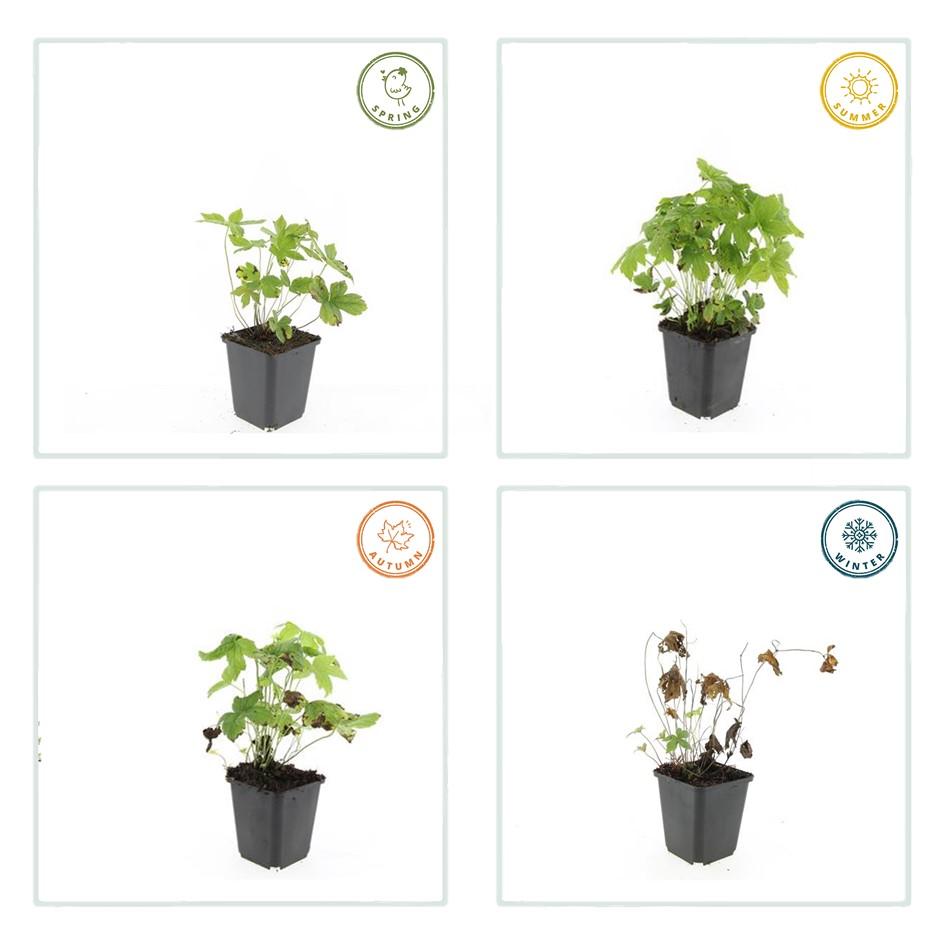48x Geranium nodosum - ↕10-25cm - Ø9cm