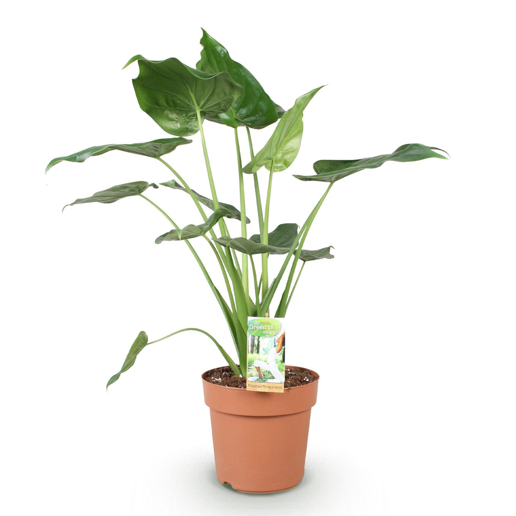 Green is... Kamerplanten - Alocasia Cucullata - Boeddha,s hand - Weinig onderhoud - Groen - 1 Plant - Pot 21cm - Hoogte 65-70cm
