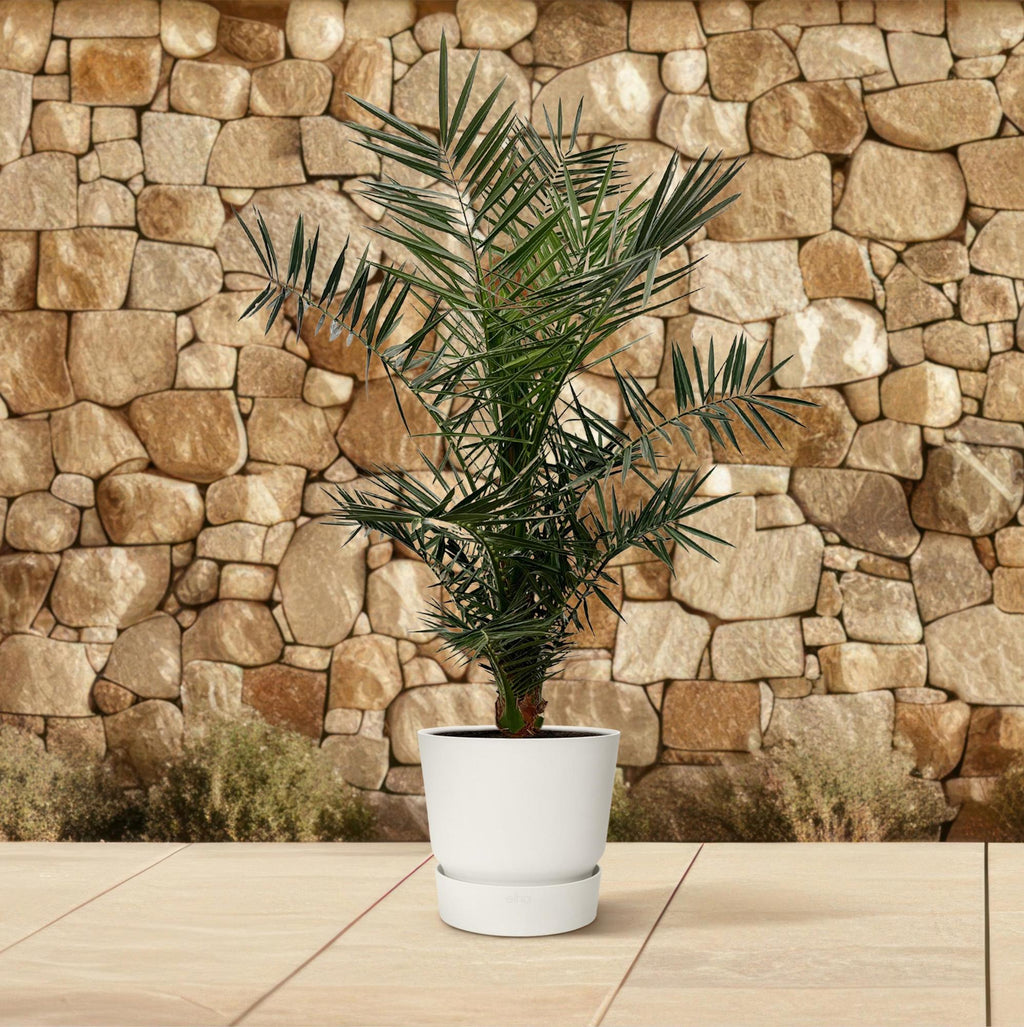 Phoenix Canariensis - 140 cm - Ø27cm