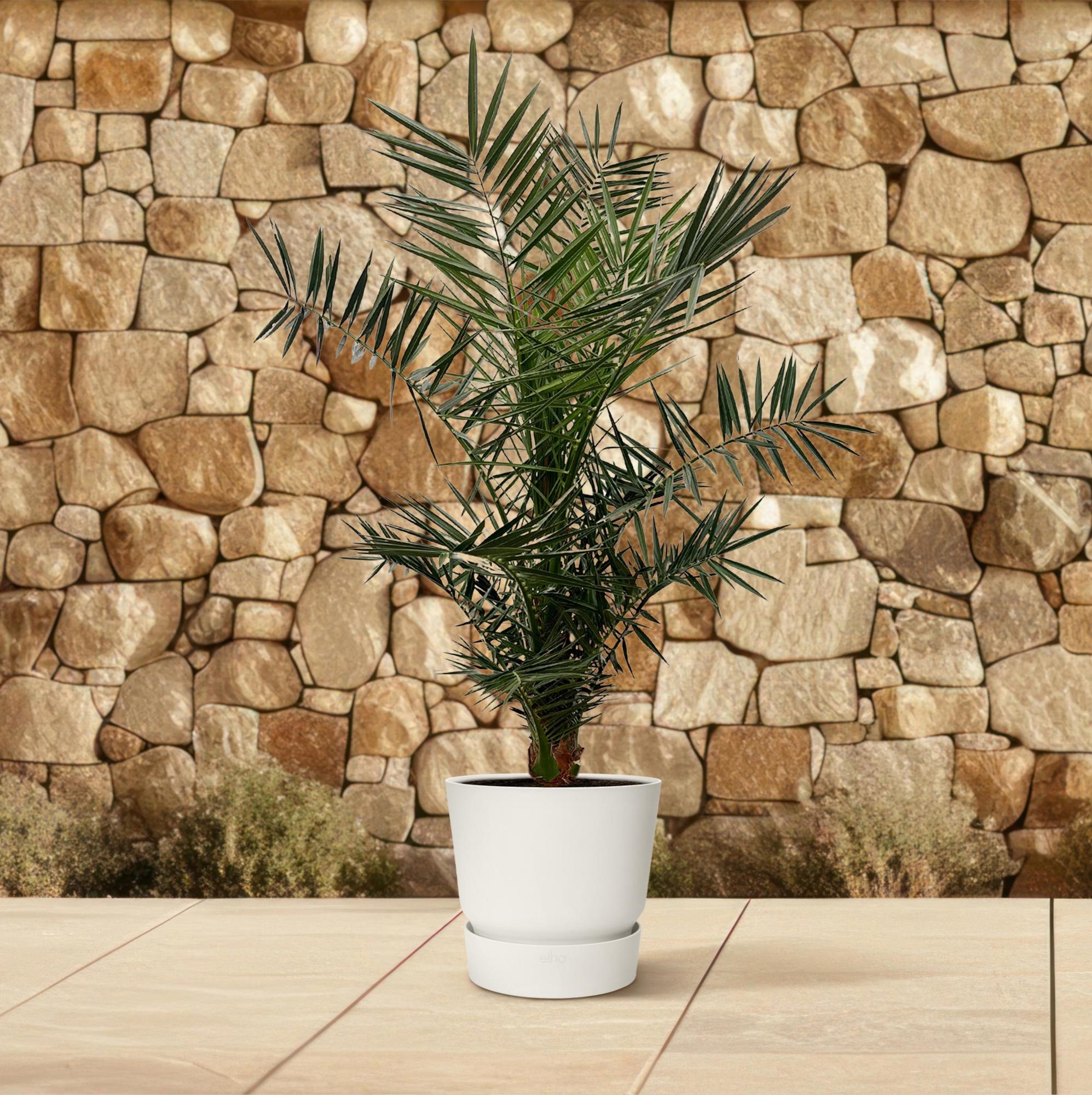 Phoenix Canariensis - 140 cm - Ø27cm
