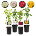 Klimroos - Rosa Rainbow - Bloemen Roze Wit Geel Rood - Weinig onderhoud - 4 planten - Pot 11cm Hoogte 40cm