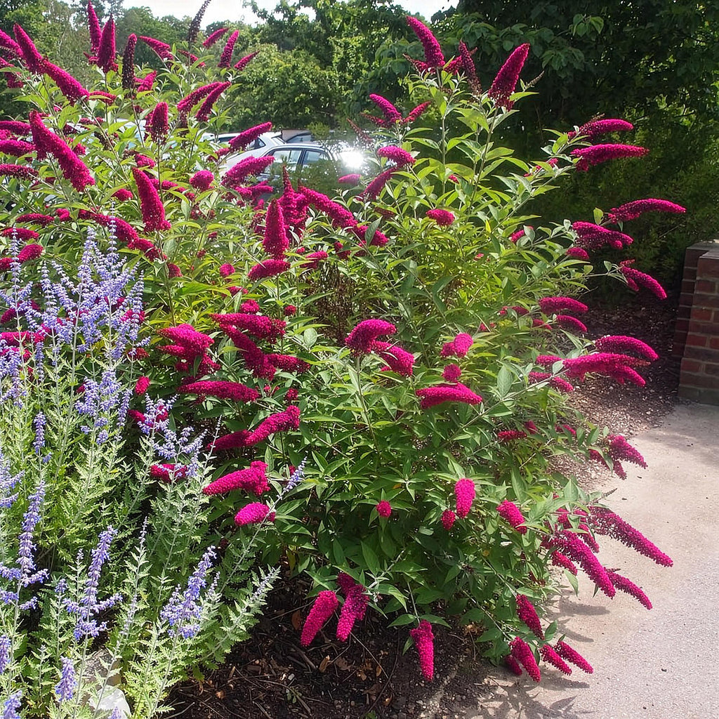 Tuinplant - Buddleja davidii Royal Red - Vlinderstruik - Winterhard - Rood - 1 Plant - Pot 17cm - Hoogte 45cm