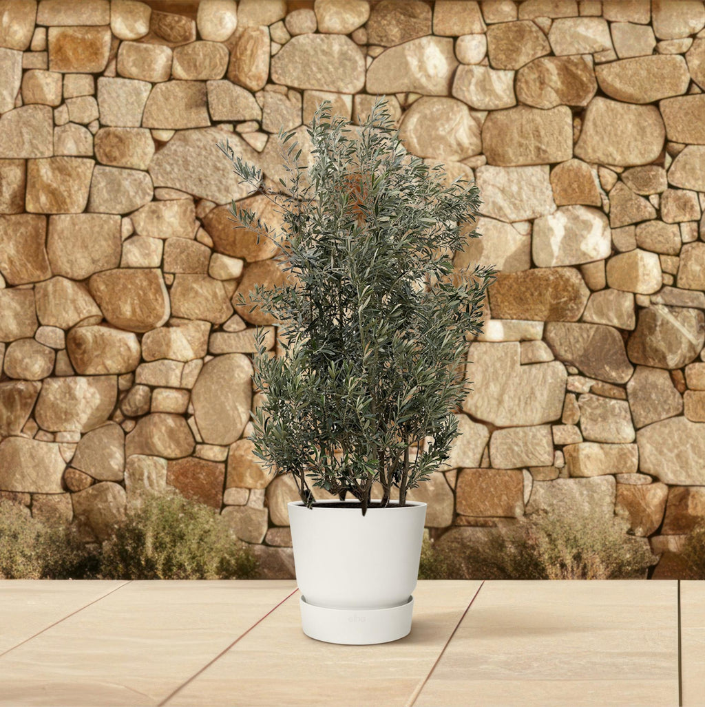 Olea Europaea struik - 250cm- Ø55