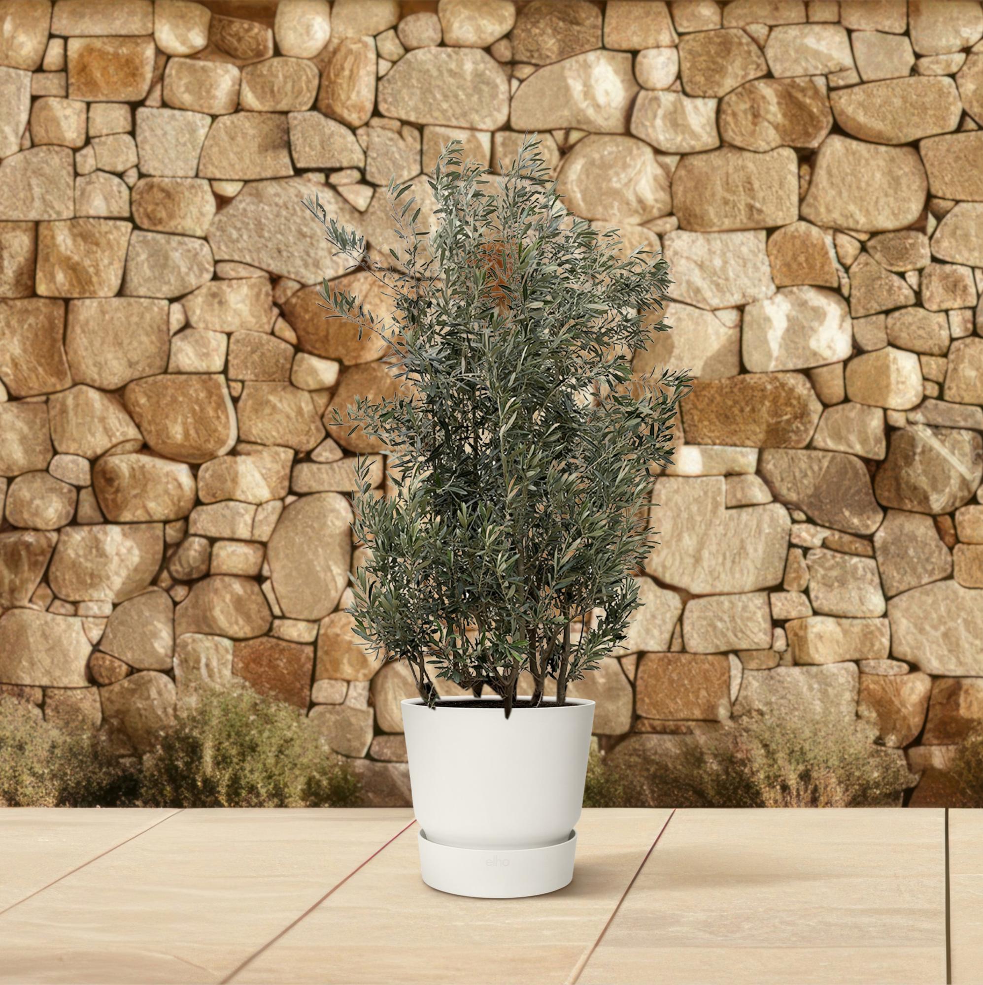 Olea Europaea struik - 250cm- Ø55