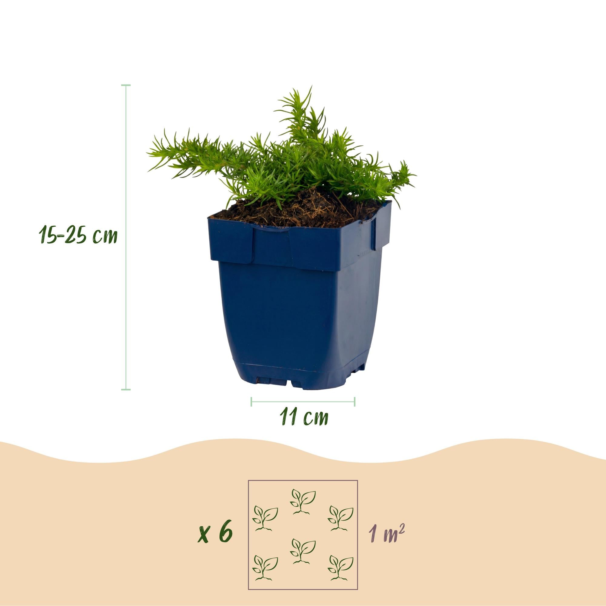 Vasteplant - Phlox Maischnee - Vlambloem - Bodembedekkend - Wit - 1 Plant - Pot 11cm - Hoogte 15-25cm