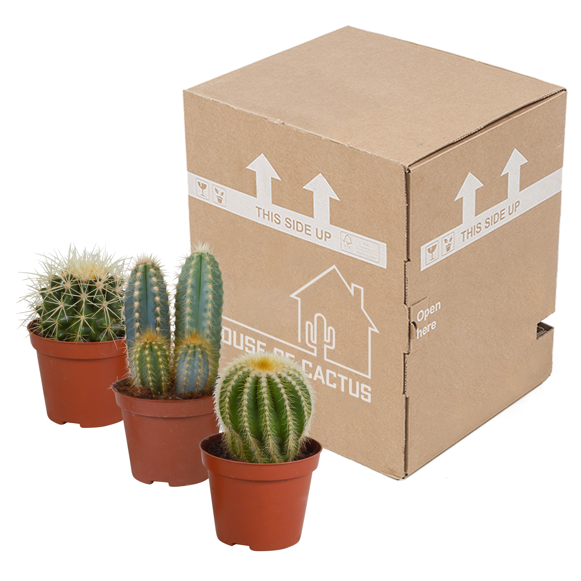 Cactus mix 8.5 cm - 3x - zonder pot