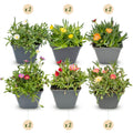 12x - Delosperma mix - Ø7cm - ↕10-12cm