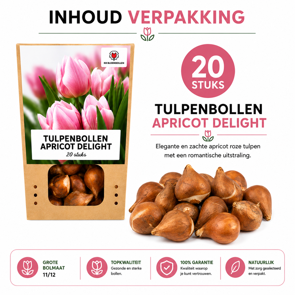 Tulpenbollen Apricot Delight – 20 Stuks | KH Bloembollen® | Roze Apricot Tulp – Zacht & Fris – Cadeau voor Tuin of Pot – Maat 11/12 – Vers van de Teler!