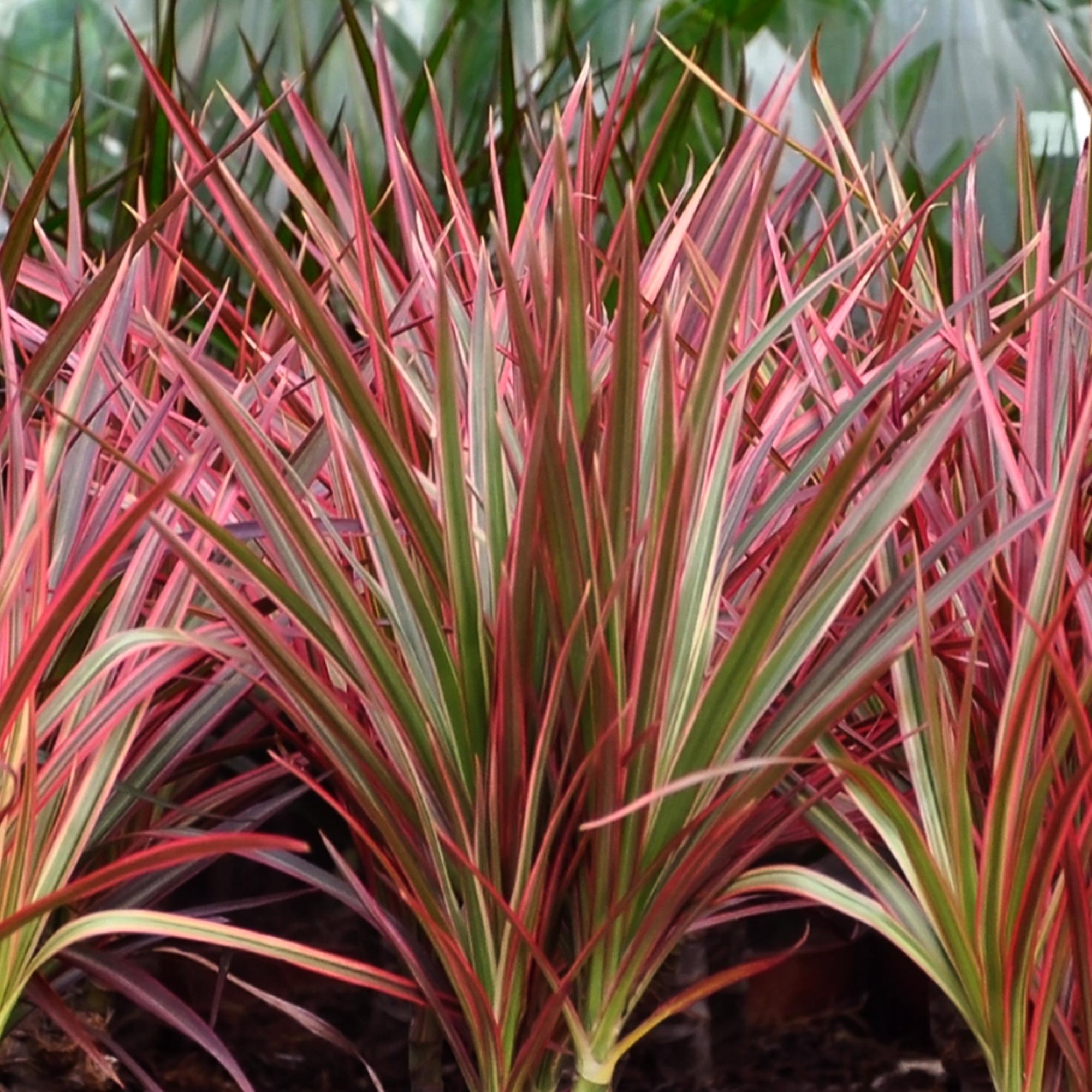 Green is... Kamerplanten - Dracaena Magenta - Drakenbloedboom - Weinig onderhoud - Groen - 2 Planten - Pot 17cm - Hoogte 70-80cm