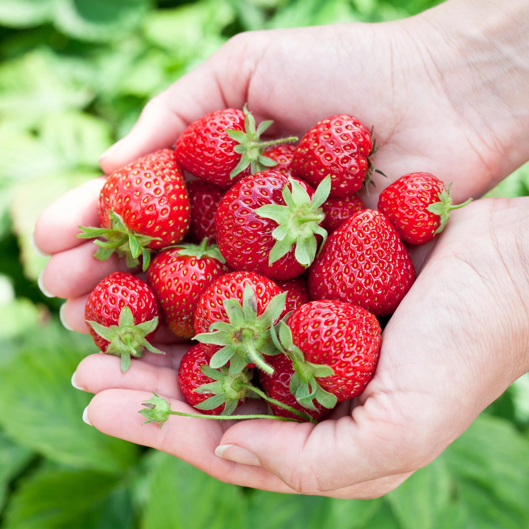 Fruitplanten - Aardbei - Fragaria Elvira - Winterhard - 3 Planten - Pot 9 cm - Rode Aardbei
