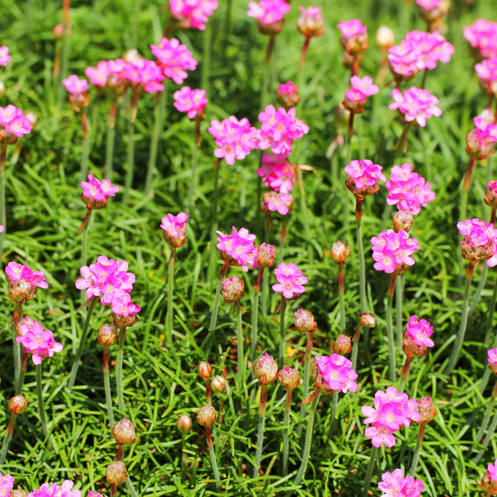 12x Armeria m. 'Splendens' - ↕10-25cm - Ø9cm