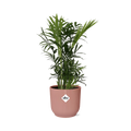 Chamaedorea Elegans in ELHO Vibes Fold 14cm roze